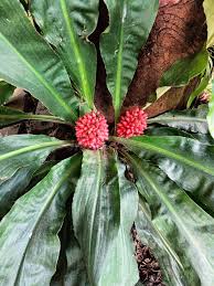 Image result for Palisota