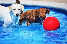 Pet paradise resorts offers quality doggie daycare and dog boarding in tallahassee, fl. Pet Paradise Resort Now Open In Georgetown Community Impact Newspaper