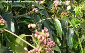 Any old soil but particularly happy on chalk. Is Clematis Armandii Self Clinging The Garden Of Eaden