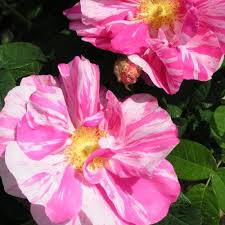 Rosa 'charles de mills' is een snelgroeiende struikroos die kan uitgroeien tot een forse struik van ongeveer 150 cm hoogte. Buy Charles De Mills Gallica Rose Trevor White Specialist Of Old Roses