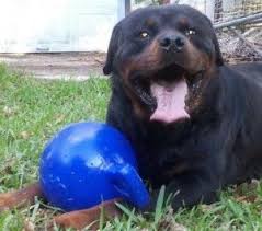 Find rottweiler puppies for sale with pictures from reputable rottweiler breeders. Rottweiler Puppies For Sale In Alabama Rottweiler Puppies For Sale Rottweiler Puppies Puppies