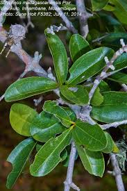 Image result for Strychnos madagascariensis