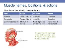 Muscles named for their origin and insertion. Muscle Names Movement Ppt Download