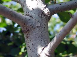 The tree also goes by the common name sour gum because its abundant fruit, though technically edible, is quite sour. Nyssa Sylvatica Black Gum For Sale