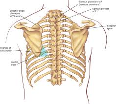 Surface anatomy and surface markings bibliographic record list of illustrations subject index. Surface Anatomy And Surface Landmarks For Thoracic Surgery Sciencedirect