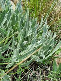 Image result for Helichrysum acutatum
