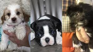 Recommendations and guidance to help you find your perfect new pup. 35k Worth Of Puppies Stolen From Manatee County Petland Wtsp Com