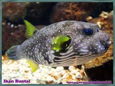 Mengenal ikan buntal atau fugu, ikan mematikan tetapi harganya mahal. Nama Binatang Namabinatang Profil Pinterest