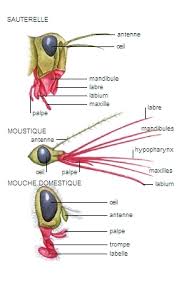 The main point of getting mandibules (2020) torrent released sep. Mandibule Larousse