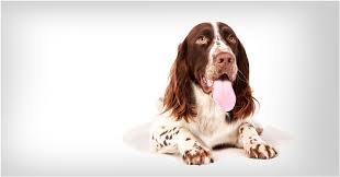 Image result for německý křepelák postava