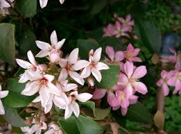 Image result for Rhaptopetalum roseum