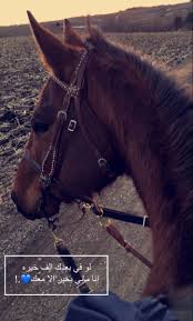 pin by safiyyah saloojee on cuties in 2021 cover photo quotes photo quotes cute horse pictures