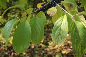 Image result for Rhamnus