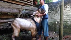 Kambing benggala kambing kacang kambing kacang merupakan kambing asli indonesia. Ternak Kambing Gibas Agar Cepat Untung Pakan Ternak Instan