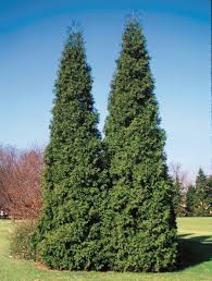We can count on them to line our landscapes, provide privacy and tout a yearlong emerald glow—all without needing much maintenance. Spring Grove Western Arborvitae Thuja Plicata Proven Winners