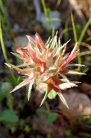 Image result for Trifolium wentzelianum