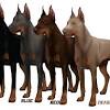 Find the perfect doberman pinscher puppy for sale at puppyfind.com. Https Encrypted Tbn0 Gstatic Com Images Q Tbn And9gctu3n R6su7ascfi49x8fm Pcxfjsz7sfwsodpve1bi 3t69lig Usqp Cau
