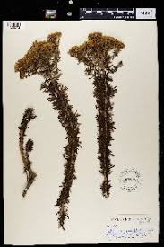 Image result for Athroisma gracile