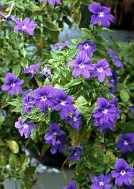 Browallia Blue Violet Flower For Shade Not Enough Used Because It S Not In Bloom When For Sale Use With Chart Violet Flower Making Plant Pots Shade Garden