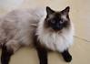 Long Haired Siamese Cats and Other Relatives