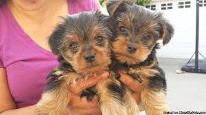 Two male shih tzu puppies available. Beautiful Teacup Yorkie Puppies Text 937 203 0135 For Sale In Raleigh North Carolina Best Pets Online