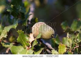 Quercus cerris, native to europe. Native Evergreen Image Photo Free Trial Bigstock