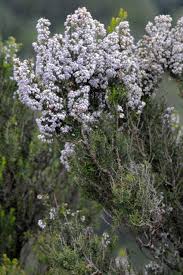 Image result for Erica arborea