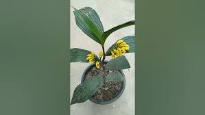 Image result for Corymborkis