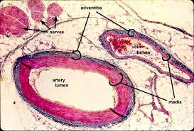 Blood vessel physiology deals with blood flow to and from the capillary and the exchange that happens at the capillary level. Pin On Anatomy Made Simple