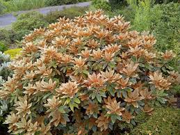 Rhododendron Pachysanthum A Rare Species From A Few High Mountains In Taiwan Certainly A Contender For The Most A Rhododendron Shade Plants Variegated Plants