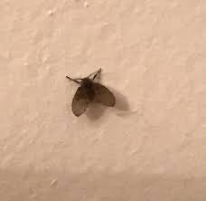 The first time i took my daughter to fly her kite she would cry. Pest Identification Photos Pest Control Canada