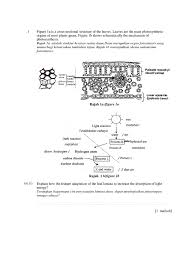 Live worksheets > malay > sains > gigi > keratan rentas struktur gigi. Bio Cuti Pdf Leaf Photosynthesis