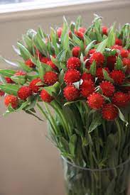 Gomphrena Globosa Bonsai Seeds Globe Amaranth Flower Seeds