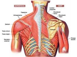 Image result for deep tissue massage
