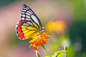 Choose from 560+ hd flower graphic resources and download in the form of png, eps, ai or psd. 7 272 928 Flower Photos Free Royalty Free Stock Photos From Dreamstime