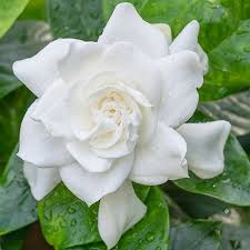 Consider these funeral flower meanings when selecting funeral flowers to create meaningingful sympathy or funeral flower arrangement. Symbolic Meanings Of Flowers That You Ve Been Wanting To Know Gardenerdy