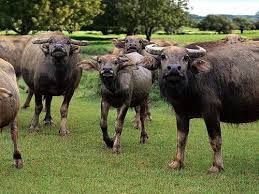 Tamaraw Endangered Animals Rare Animals Endangered Species