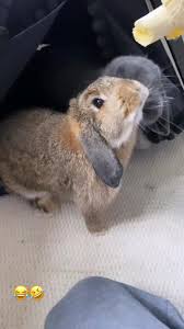 Bunnies Eating Banana Video In 2020 Cute Baby Bunnies Animal Photography Cute Bunny