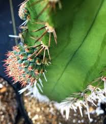 I would be interested in understanding the meaning and reason for the choice of your pen name cactus. The Cactus King 625 W Canino Rd Houston Tx Nurseries Mapquest