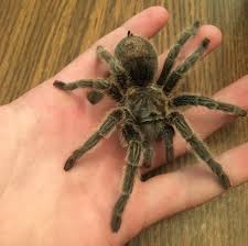 That's where you'll find these guys, inhabiting the forests down there. How Do You Show A Tarantula Msu Extension