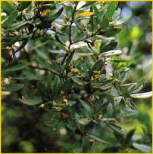 Image result for Gerrardina