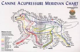 canine acupressure meridian chart acupressure therapy