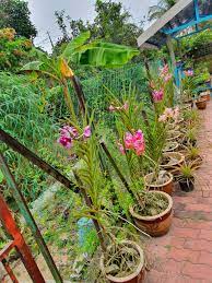 Check spelling or type a new query. Warisan Petani Orkid Kampungan