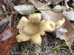 Image result for Scleroderma cepa