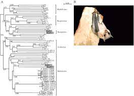 Polish your personal project or design with these hamster transparent png images. Identification And Complete Genome Analysis Of Three Novel Paramyxoviruses Tuhoko Virus 1 2 And 3 In Fruit Bats From China Abstract Europe Pmc