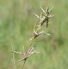 Image result for Cymbopogon pospischilii
