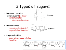 4 Types Of Macromolecules Jasonkellyphoto Co