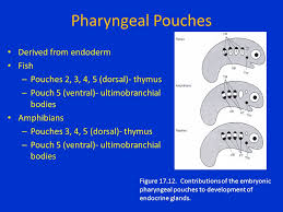 In mammals the ultimobranchial tissue has become incorporated into the parafollicular cells of the thyroid gland. Comparative Anatomy Endocrine Organs Ppt Video Online Download