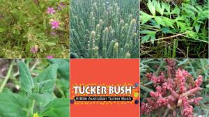 But, i don't know if they are edible. Don T Forage For These Native Sea Vegetables Grow Them Instead Tucker Bush