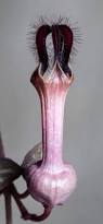 Image result for Ceropegia arenarioides